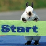 rabbit olympics rabbits olympics